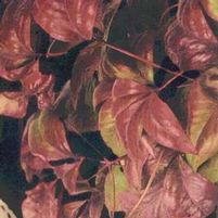 FIREHOUSE NANDINA