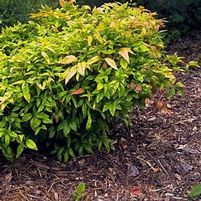 FIREPOWER NANDINA