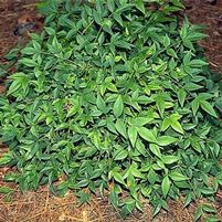 HARBOR DWARF NANDINA