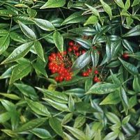 HARBOR BELLE™ NANDINA