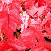 BRANDYWINE MAPLE