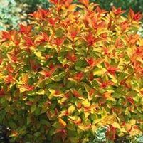 MAGIC CARPET SPIRAEA