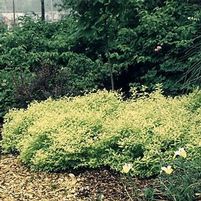 GOLDMOUND SPIRAEA