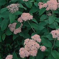 SHIROBANA SPIRAEA