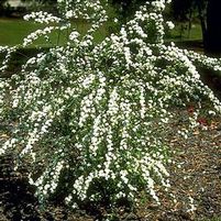 RENAISSANCE SPIRAEA