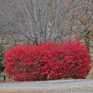 DWARF BURNING BUSH