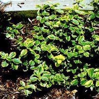 CANADALE GOLD EUONYMUS