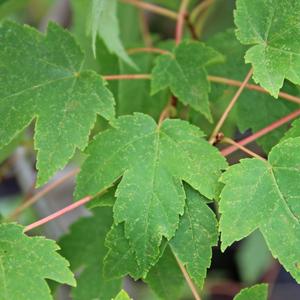 BURGUNDY BELLE® MAPLE