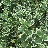 EMERALD GAIETY EUONYMUS