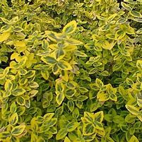 EMERALD 'N GOLD EUONYMUS