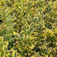 GOLDEN EUONYMUS