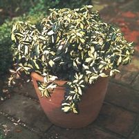 MOONSHADOW EUONYMUS