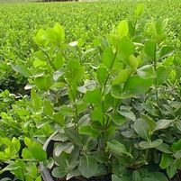 MANHATTAN EUONYMUS
