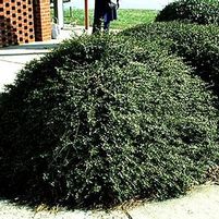 HELLER'S JAPANESE HOLLY