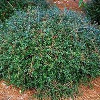 DWARF YAUPON HOLLY