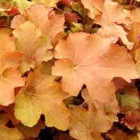 CARAMEL CORAL BELLS