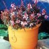 CRIMSON BUTTERFLIES WAND FLOWER
