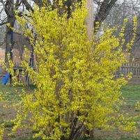 LYNWOOD GOLD FORSYTHIA
