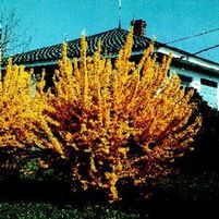 MEADOWLARK FORSYTHIA