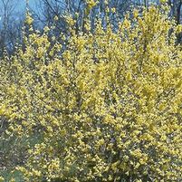 NORTHERN GOLD FORSYTHIA