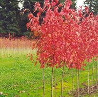 FAIRVIEW FLAME® MAPLE