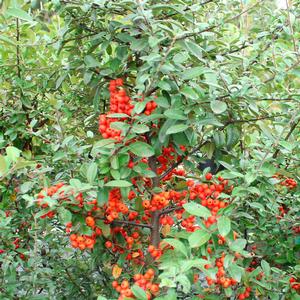 MOHAVE PYRACANTHA