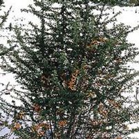 GNOME® PYRACANTHA