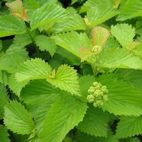 RASPBERRY™ TART VIBURNUM