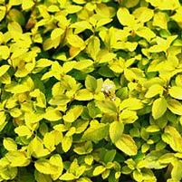 GOLDEN ELF SPIRAEA
