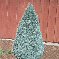 BOULEVARD FALSE CYPRESS