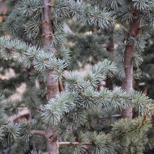 BLUE ATLAS CEDAR