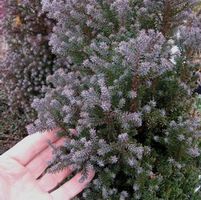 RED STAR ATLANTIC WHITE CEDAR