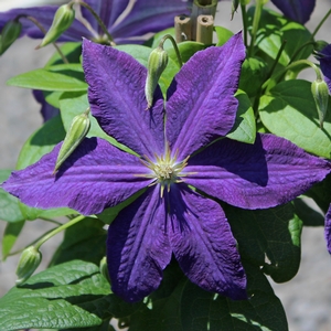 JACKMANII CLEMATIS