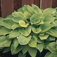 AUGUST MOON HOSTA