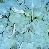 BIG DADDY HOSTA