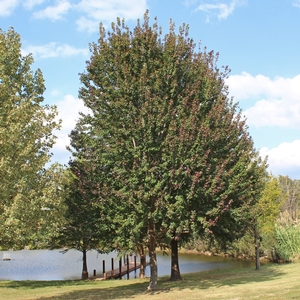 RED SUNSET® MAPLE