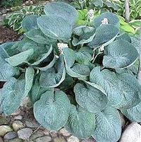LOVE PAT HOSTA