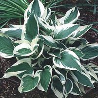 PATRIOT HOSTA