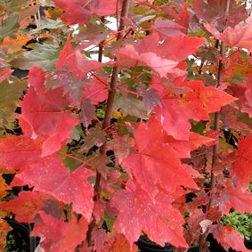 SOMERSET MAPLE