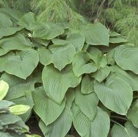 T-REX HOSTA