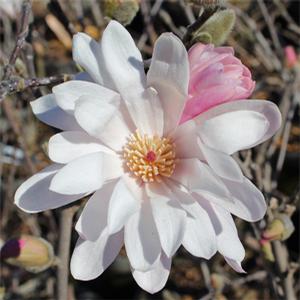 ROYAL STAR MAGNOLIA