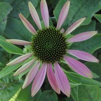 GREEN ENVY CONEFLOWER