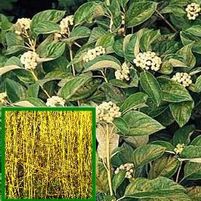 YELLOW TWIG DOGWOOD