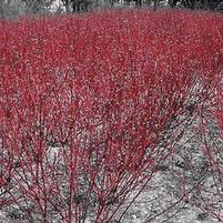 ISANTI RED TWIG DOGWOOD