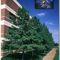 BALD CYPRESS