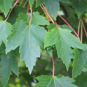 SUN VALLEY MAPLE