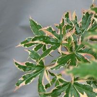 BENI SCHINCHIHENGE UPRIGHT JAPANESE MAPLE
