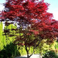 FIREGLOW UPRIGHT JAPANESE MAPLE
