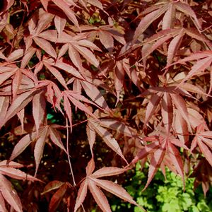 MOONFIRE UPRIGHT JAPANESE MAPLE