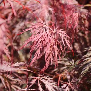 EVER RED WEEPING JAPANESE MAPLE